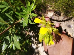Orthochilus litoralis