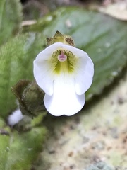 Ourisia