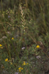 Agropyron krylovianum