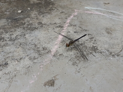 Chalcostephia flavifrons