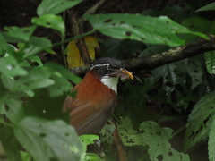 Pomatorhinus montanus
