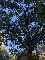 Ligustrum lucidum