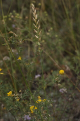 Agropyron krylovianum