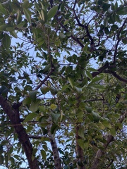 Ligustrum lucidum