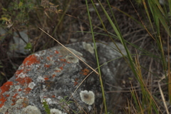 Agropyron krylovianum