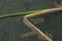 Agropyron krylovianum