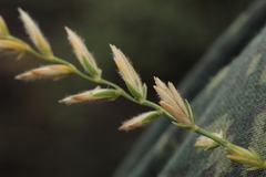 Agropyron krylovianum