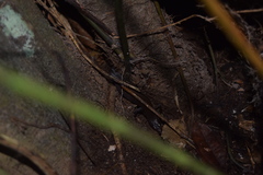 Eutropis multifasciata