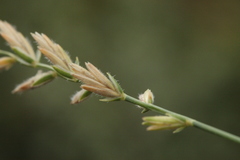Agropyron krylovianum