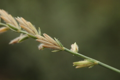 Agropyron krylovianum