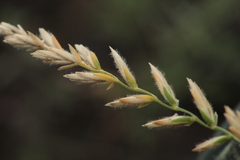 Agropyron krylovianum