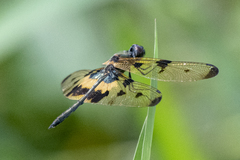 Rhyothemis variegata