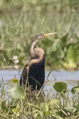 Anhinga melanogaster