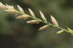 Agropyron krylovianum