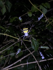 Argiope minuta