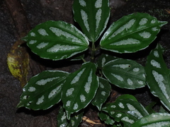 Pilea cadierei