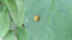 Harmonia testudinaria