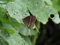 Mycalesis horsfieldi