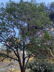 Ligustrum lucidum
