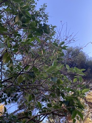 Ligustrum lucidum