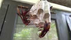 Polistes tenebricosus