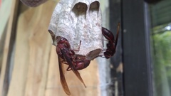 Polistes tenebricosus