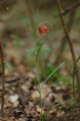 Fritillaria montana