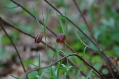 Fritillaria montana