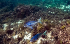 Nemadactylus valenciennesi