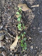 Dichondra micrantha