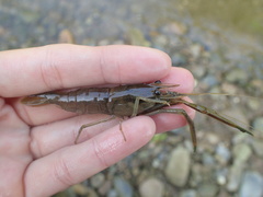 Macrobrachium asperulum