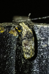 Taburnus breviceps