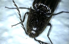Thoramus perblandus