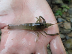 Macrobrachium asperulum