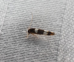 Stathmopoda paradiplaspis