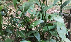 Ruscus hypophyllum