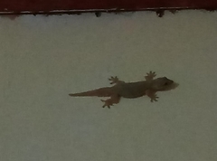 Hemidactylus platyurus