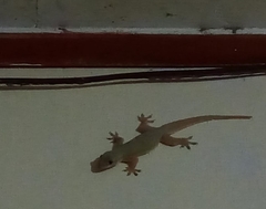 Hemidactylus platyurus