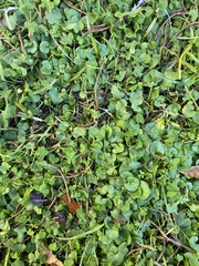 Dichondra micrantha