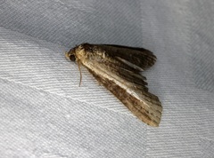 Lophoptera squammigera