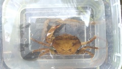 Parathelphusa convexa