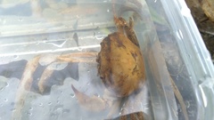 Parathelphusa convexa