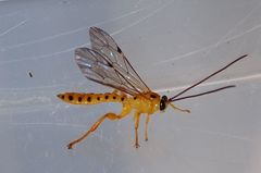 Xanthopimpla stemmator