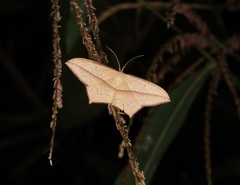 Timandra convectaria