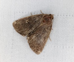 Amyna axis
