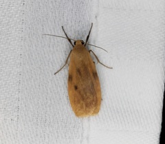 Paralithosia shaowuica