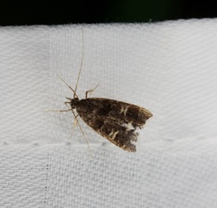 Nosphistica bisinuata