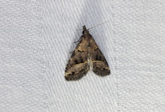 Schrankia bilineata
