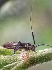 Sigmatoneura longicornis