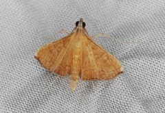 Mabra nigriscripta